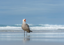 Heermann's Gull With Bright Red Beak Loudly Calling While Standing On Beach With Blue Ocean Waves Breaking In Background.