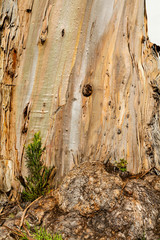 Wall Mural - Wood texture and background of Eucalyptus bark