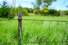 Metal T Post With Barbed Wire Fencing Along Edge Of Pasture Field