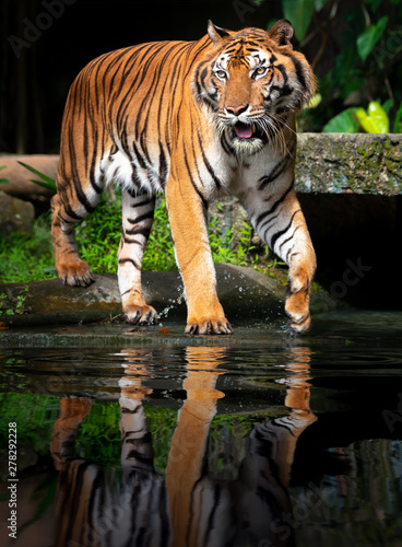 tiger comprar