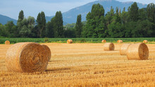 Freshly Rolled Hay Bales In A Field In Tuscany Italy. Golden And Relaxing Contest. Summer Season