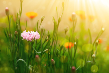 Wall Mural - Beautiful wildflowers in nature. Delicate wildflowers in soft light. Flowers in the meadow under summer sunlight. Colorful summer nature for wallpapers and calendars.
