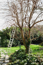 Ladder Leaning Against Tree During Triming Time