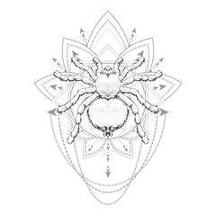 Vector illustration with hand drawn spider and Sacred geometric symbol on white background. Abstract mystic sign.