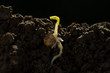 © Bo Bo/Stocksy - Spring bean bud with root in ground