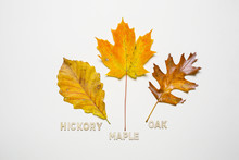 Yellow Leaves On White Background