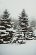 © ALICIA BOCK PHOTOGRAPHY/Stocksy - A Grouping Of Three Pine Trees Covered In Snow