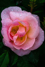 Rose In Bloom With Dew