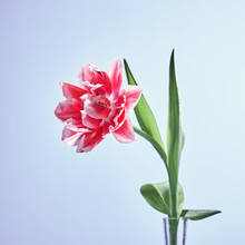 Flowering Single Terry Tulip Flower Pink With Green Leaves In Gl