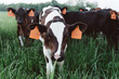© Chelsea Victoria/Stocksy - Curious young cows grazing in a field in the summer time.