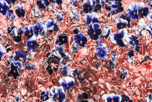 Infrared: Viola Flowers On A Flower Bed