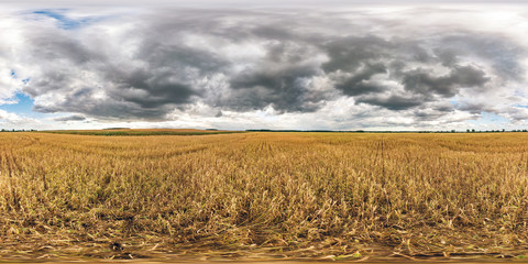 Wall Mural - full spherical seamless hdri panorama 360 degrees angle view among rye and wheat fields in summer evening sunset with awesome clouds in equirectangular projection, ready VR AR virtual reality content