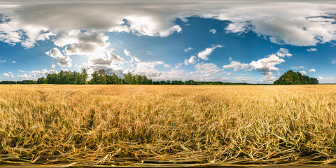 Wall Mural - full spherical seamless hdri panorama 360 degrees angle view among rye and wheat fields in summer evening sunset with awesome clouds in equirectangular projection, ready VR AR virtual reality content