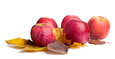 Several ripe juicy red apples with autumn leaves on  isolated background