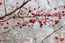 Frosted Hawthorn Berries In The Garden.