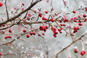 Frosted hawthorn berries in the garden.