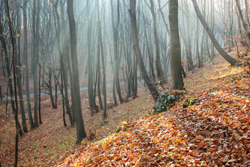 Canvas Print - Autumn forest with golden light