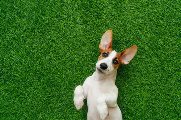 puppy jack russel terrier, lying on green grass.