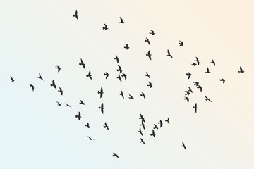 Wall Mural - silhouette of a flock of flying birds