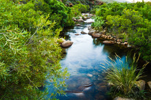 Calm Oasis, Small Babbling Brook In The Cederberg Wilderness, South Africa. A Stream Or Clear Water And Green Foliage