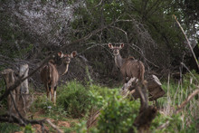 Kudus With No Horns; The Lesser Kudus In A Group In Nature With Thorn Trees, Shrubs And Grassland. A Small Herd Of Kudus In Camdeboo National Park, Graaf-Reinet, South Africa.
