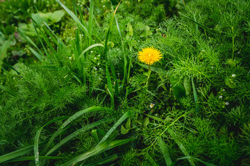 blooming common dandelion