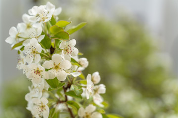 Pear tree blossoms