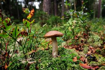 Wall Mural - Mushroom in a forest glade