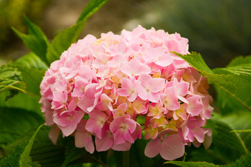 Wall Mural - Blooming rose hydrangea bush in the garden