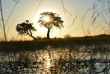 BOTSUANA(Safari ,Delta Del Okawango,rio Zambece)