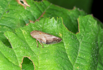 Leafhoppers (Cicadellidae), on the green leaf