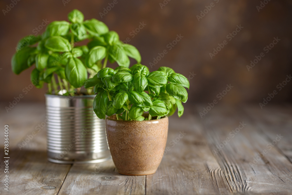 Young fresh basil in pots. Home grown basil. Selective focus. Copy space  - obrazy, fototapety, plakaty 