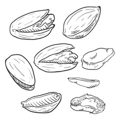 Wall Mural - Vector Set of Sketch Pistachios