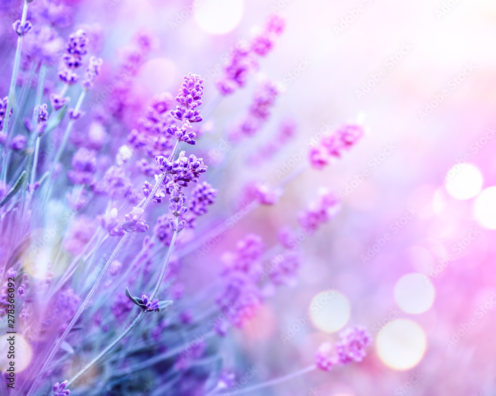 Lavender. Blooming fragrant lavender flowers on a field, closeup. Violet background of growing lavender swaying on wind. Aromatherapy - obrazy, fototapety, plakaty 