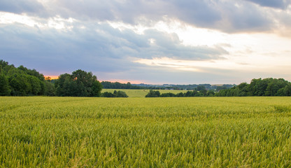 Polish arable fields. Rural landscape. Ripening cereals.