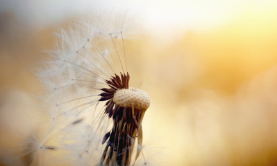 Wall Mural - Autumn flower of a dandelion.