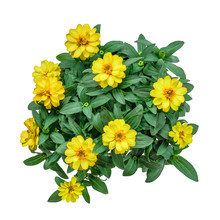 Color Of Zinnia On The White Background