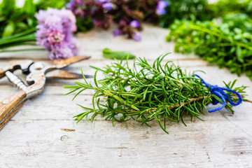 Fresh rosemary herbs prepared for drying.