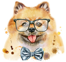 Watercolor Portrait Of Dog Pomeranian Spitz With Bow-tie And Glasses