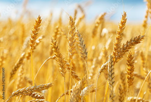 Fotomural Close up of wheat ears. Field of wheat in a summer day