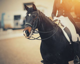 Fototapeta Konie - Portrait sports stallion in the double bridle. Dressage horse.