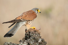 Common Kestrel Eating A Mouse - Falco Tinnunculus - In Natural Habitat