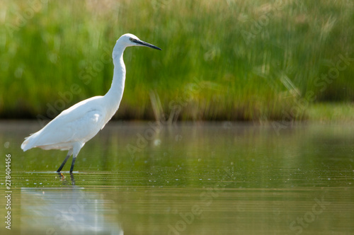 Stampa su Tela  The great egret - Ardea alba - walking on the water looking for food