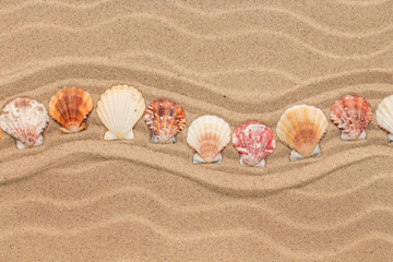 Wall Mural - Sea shells in the form of a zigzag lies on the dunes. With space for design, text place.