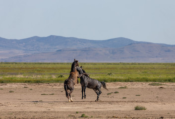 Poster - Wild Horse Stallions Fighting in the Desert