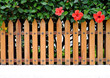 Three red hibiscus flowers behind a wooden fence, offset and copy space, summer in the garden.