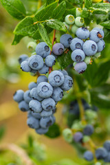 Farm fresh blueberries on vine.