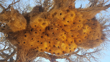 Huge weaver bird nest in a tree