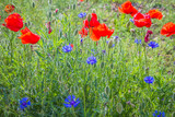 Fototapeta Kwiaty - Field of poppy flowers and cornflowers 