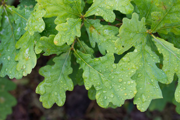 Wall Mural - water drops on summer oak green leaves